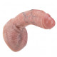 real skin 9 inch curved realistic dildo